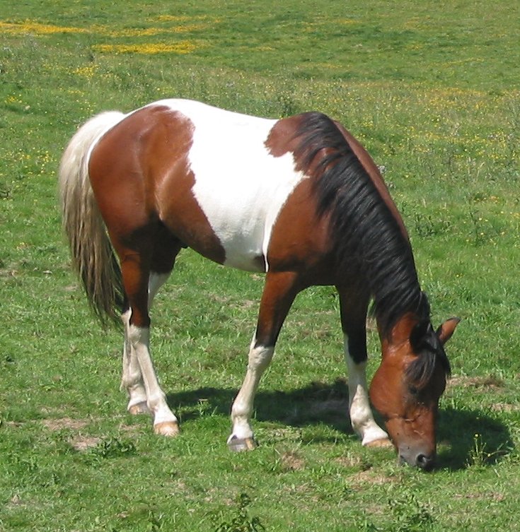 CABALLO