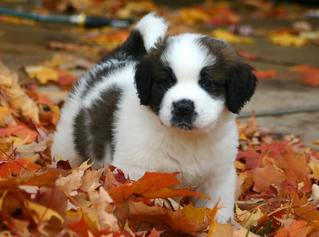 CACHORRO