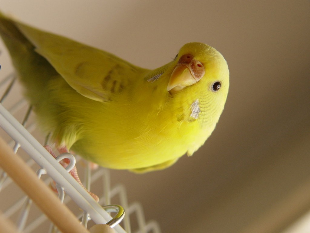CANARIO