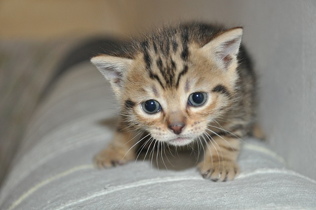 GATITO