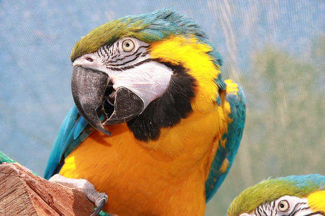 LORO
