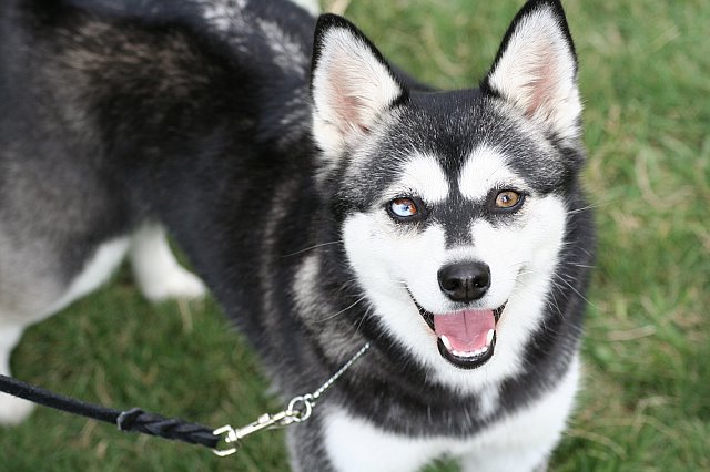 PERRO SIBERIANO