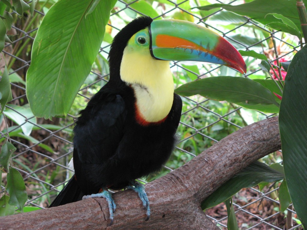 TUCAN