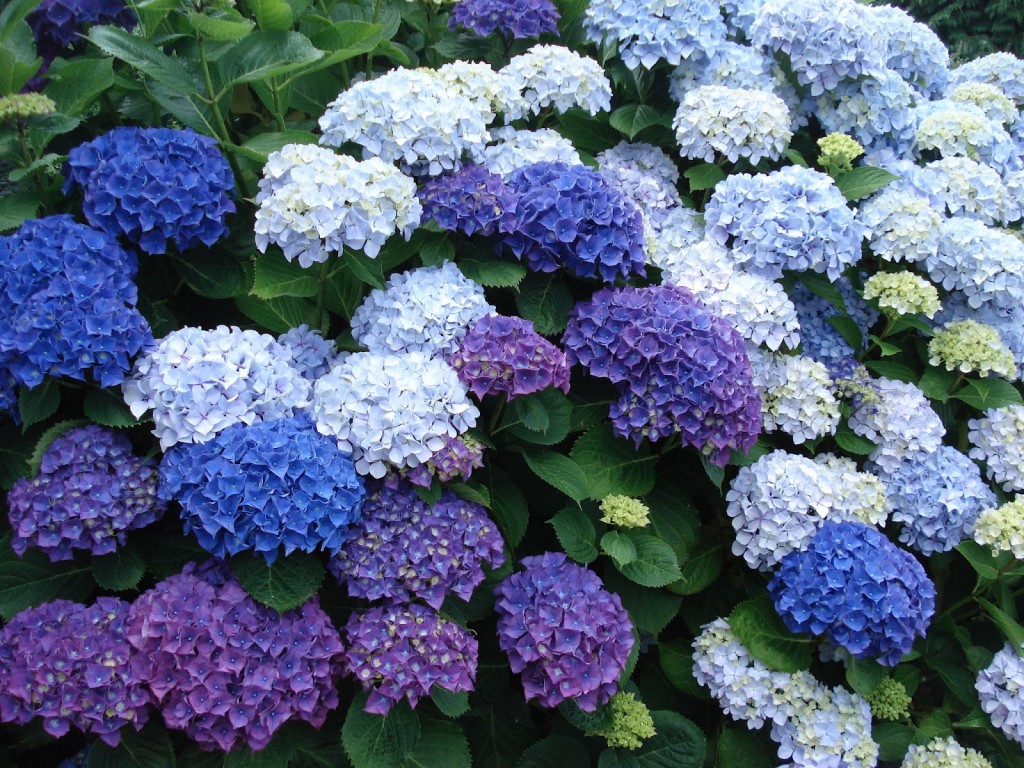 flores-para-bodas-de-primavera-hortensias