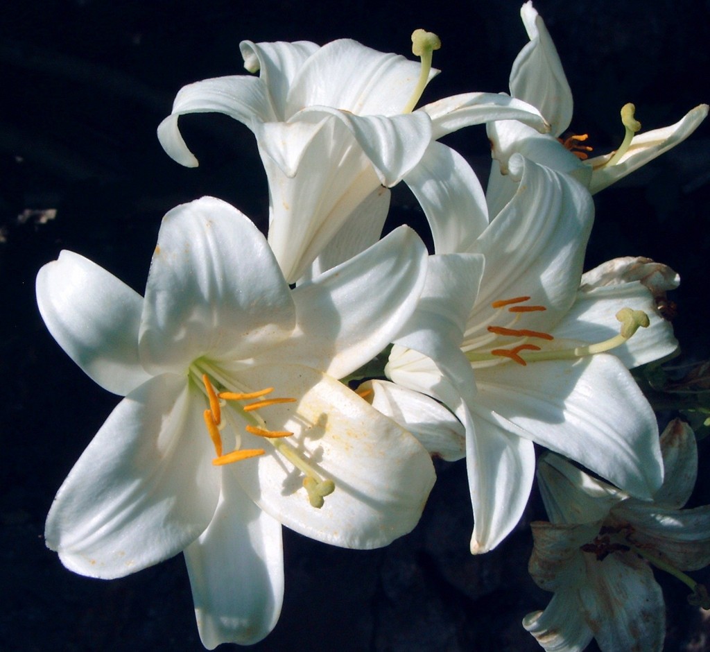 flores-para-bodas-de-primavera-lilium