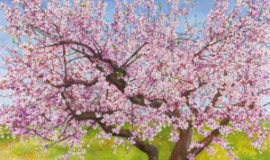 cosas-que-nos-hacen-sonreir-almendro