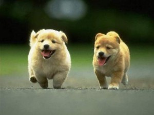 cosas-que-nos-hacen-sonreir-cachorro