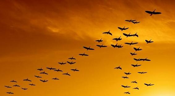 flock of migrating canada geese birds flying at sunset