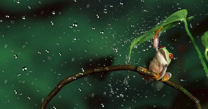 animales-luvia-fotos