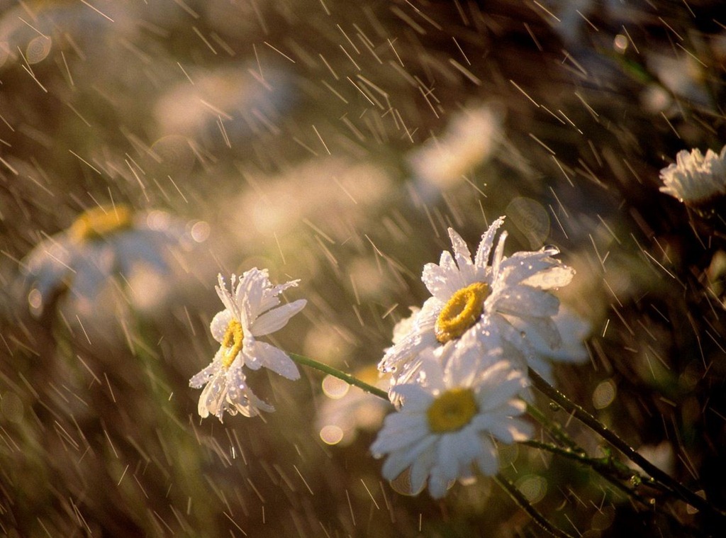 rain14
